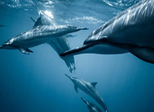 乐鱼体育平台-张奔斗：汤千慧蒋欣玗——最萌身高差川妹组合